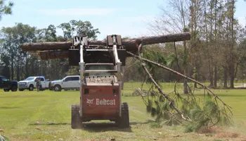 Tree Trimming for American Tree Masters in Alvin, TX