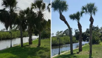 Tree Removal for Lemon Bay Tree Service  in Englewood, FL