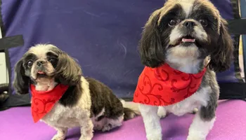 Bath for Curbside Clips Mobile Grooming in Roachdale, Indiana