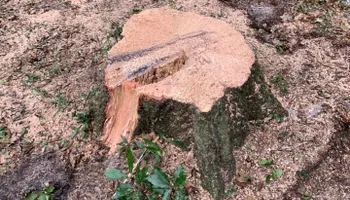 Tree Removal for Alford’s Tree and Stump Services LLC in Lake City, FL