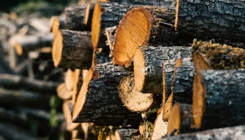 Tree Removal for Global Tree Specialist in Huffman, TX