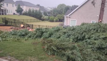 Tree Removal for All Tree Property Services in Charlotte, NC