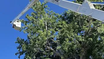 Tree Removal for Stump Removal & Daughter in Aurora, CO