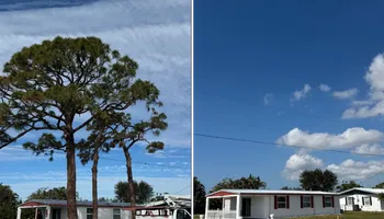 Tree Removal for Lemon Bay Tree Service  in Englewood, FL
