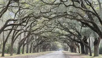 Tree Removal for Highlands Tree Service LLC in Avon Park, FL