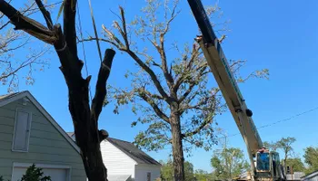 Tree Removal for Allstate Tree Service in Fridley, MN