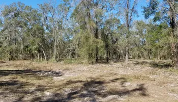 Tree Removal for Daniel Hickey’s Tree Service in DeLand, FL