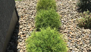 Fertilization Treatments for Chief Lawn Care in Lee's Summit, MO