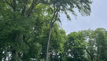 Tree Removal for Hunnicutt’s Tree Service L.L.C. in Monticello, IN