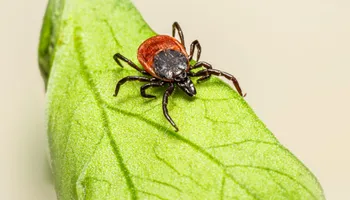 General Pest Control for Arvo Pest Control in Sandy, UT