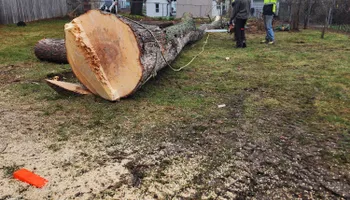 Tree Removal for Licensed to Cut Tree Service in Athens, PA