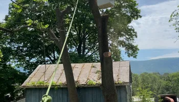 Tree Removal for Gray's Tree Service  in Shenandoah County, VA