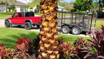 Tree Trimming & Removal for L & J Palm Tree & Lawn Care Services in Jupiter, FL