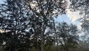 Tree Removal for Ayla Tree Service in Guyton, GA