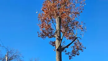 Tree Removal for Highborn Tree Service in Wheatfield, IN