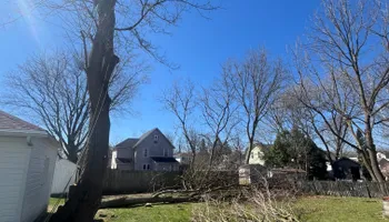 Tree Removal for Licensed to Cut Tree Service in Athens, PA
