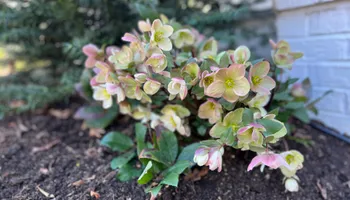 Erosion Control / Water Management for Christina King Landscape Design in Raleigh, NC