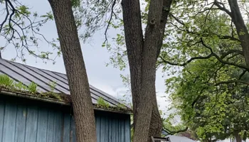 Tree Removal for Gray's Tree Service  in Shenandoah County, VA