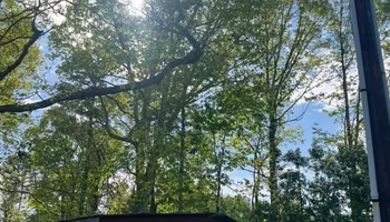 Tree Removal for Brooks Tree Service in Casar, NC