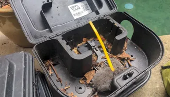 Residential Wildlife Control for Topper's Wildlife Removal in Garland, TX