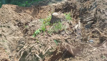 Land Clearing for 5 Star Land Management in Beech Bluff, TN