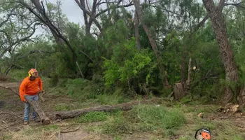 Tree Pruning for Braun Tree Service  in Floresville, Texas