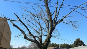 Tree Removal for Hingewood Tree Service in Salem, NJ
