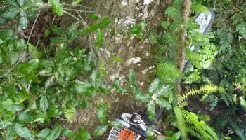 Tree Removal for Near Me Tree Service, Inc. in DeLand, FL
