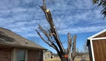 Tree Removal for Year Round Trees & Concrete Inc. in Fort Worth, TX