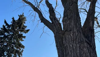 Tree Removal for Allstate Tree Service and Crane in Spring Lake Park, MN