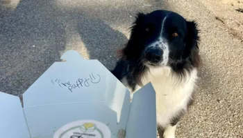 Tree Removal for Ross Family Tree Service LLC  in Hohenwald, TN