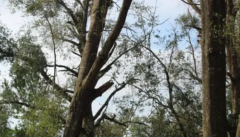 Tree Trimming for American Tree Masters in Alvin, TX