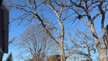 Tree Removal for Fransen's Tree Service  in Freeport, IL