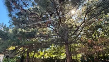 Tree Removal for Cowboys TREE Company in Chesapeake, VA