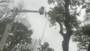 Tree Removal for Cross Family Tree Service in Kearney, MO
