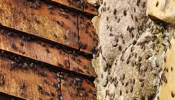General Pest Control for Arvo Pest Control in Sandy, UT