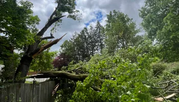 Tree Removal for Licensed to Cut Tree Service in Athens, PA