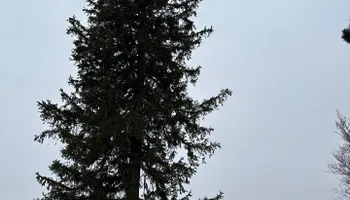 Tree Removal for Fransen's Tree Service  in Freeport, IL