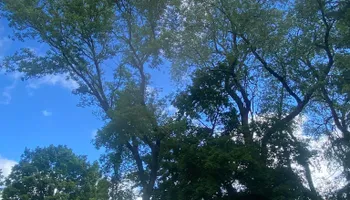 Tree Removal for Licensed to Cut in Athens, PA