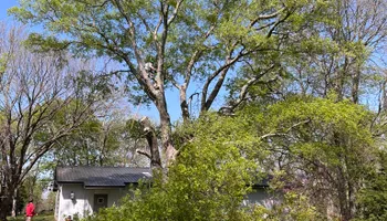 Tree Removal for Tree Life Tree Service in Wichita, KS