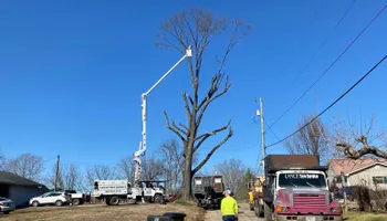 Tree Removal for Lance Tree Service in Tellico Plains ,  TN