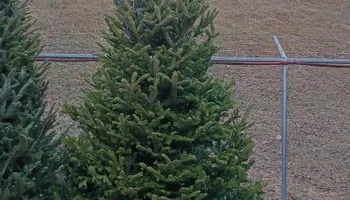 Pinestraw for BAM Another Pinestraw Lot in Flowery Branch, GA