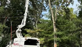 Tree Removal for Melnyk’s Tree Service in Salem County, NJ