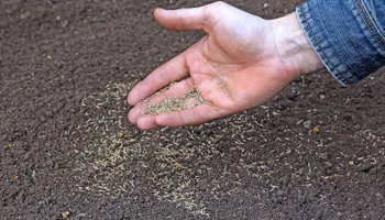 Lawn Mowing and Maintenance for Chief Lawn Care in Lee's Summit, MO