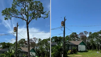 Tree Removal for Lemon Bay Tree Service  in Englewood, FL