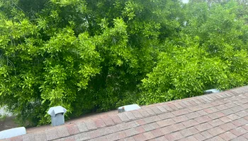 Tree Removal for Johnnys Pro Cutters in Corpus Christi, TX