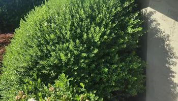 Lot Clearing for Gregg Yard Maintenance in Paradise, CA