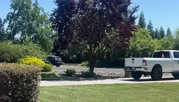 Tree Removal for Sammy's Tree Services in Sacramento, CA