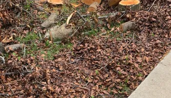 Tree Trimming for Wright Lawn Services in Ozark, MO