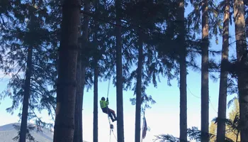 Tree Removal for Ekstedt Tree Services in Troy, MT